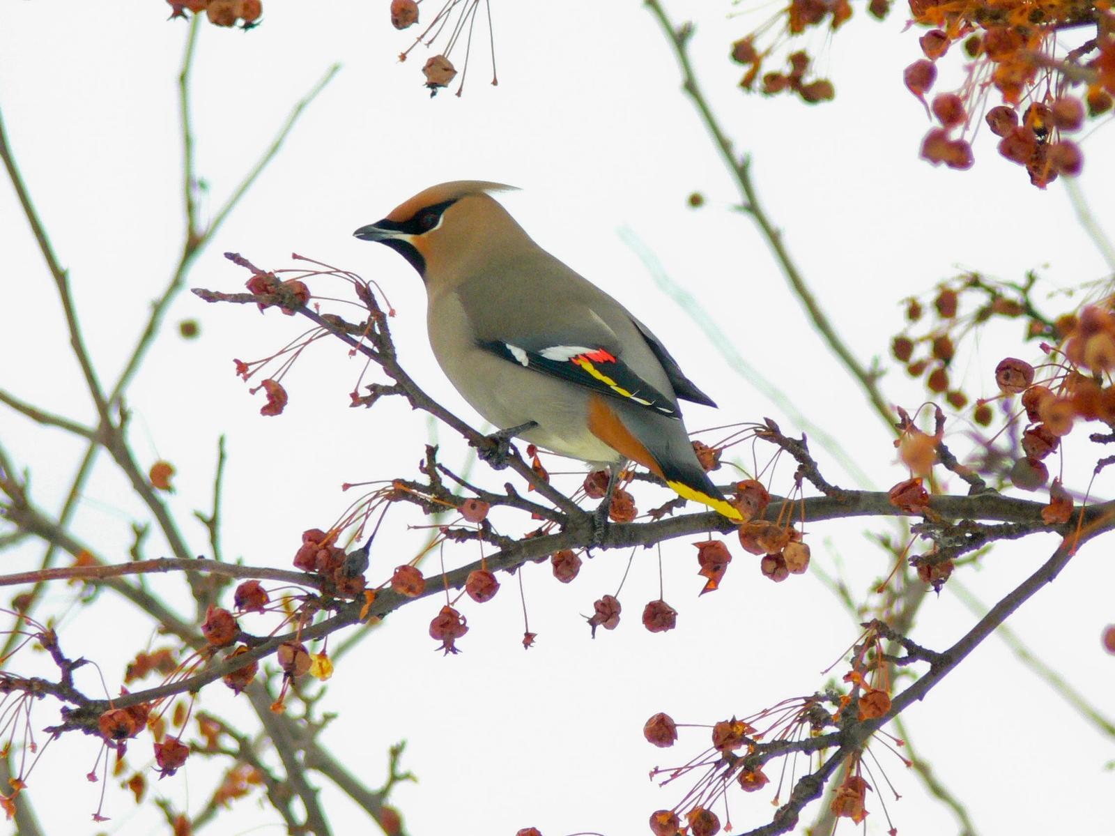 Bohemian Waxwing Photo by Tom Ford-Hutchinson