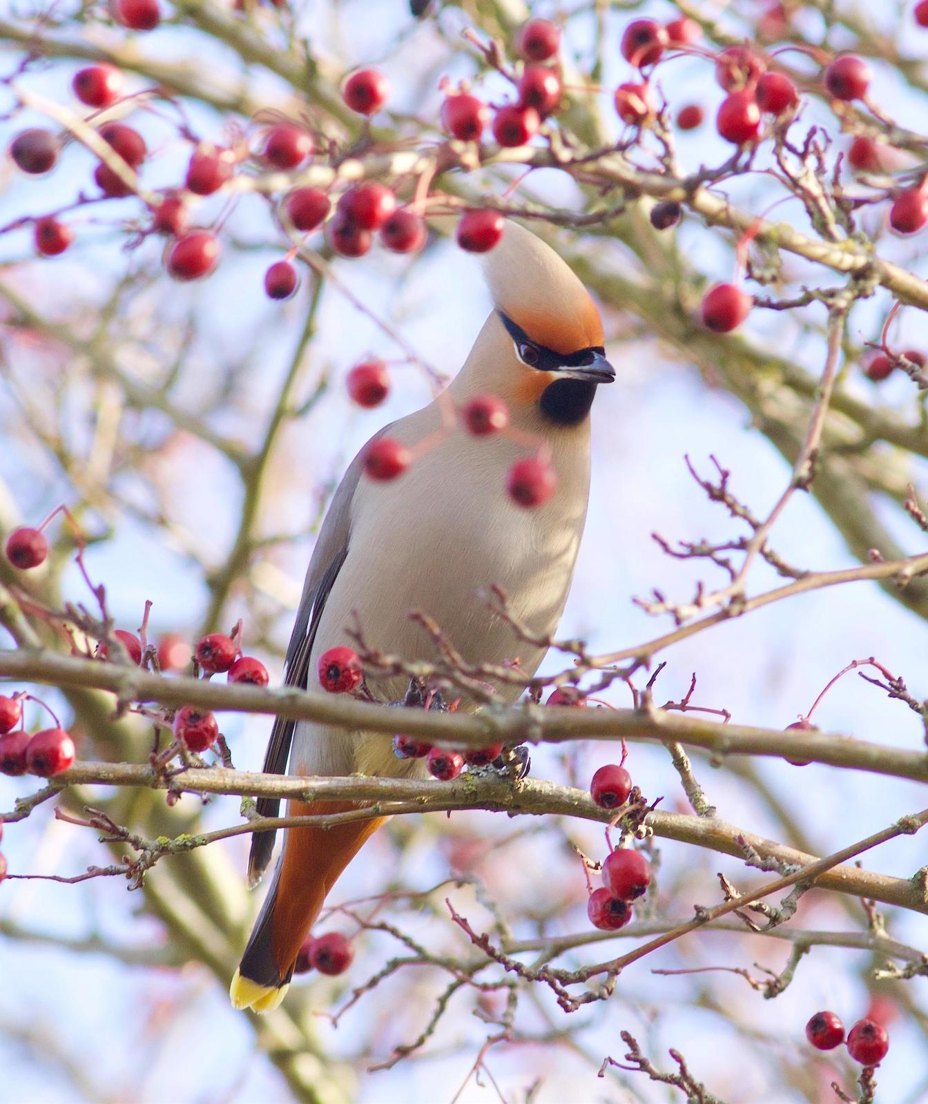 Bohemian Waxwing Photo by Kathryn Keith