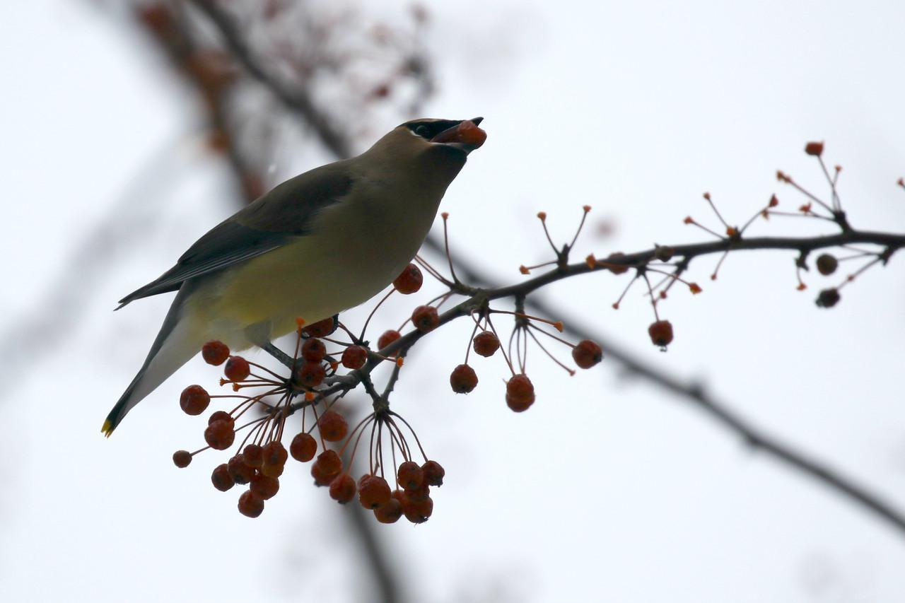 Cedar Waxwing Photo by Ruth Morrissette