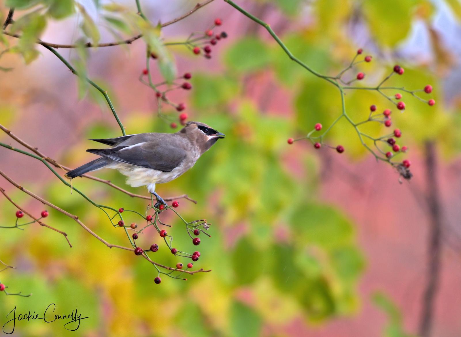 Cedar Waxwing Photo by Jackie Connelly-Fornuff