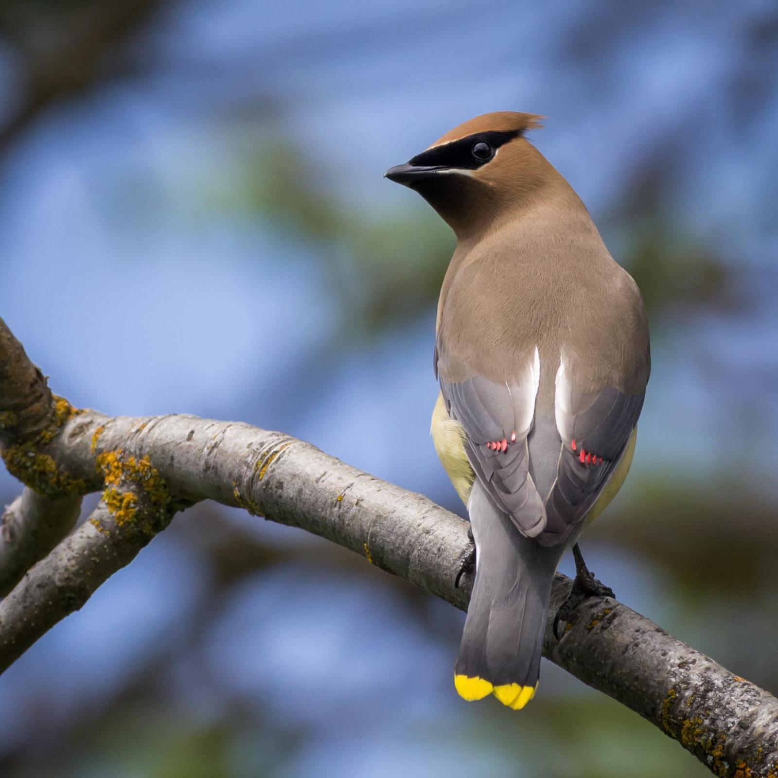 Cedar Waxwing Photo by Jesse Hodges