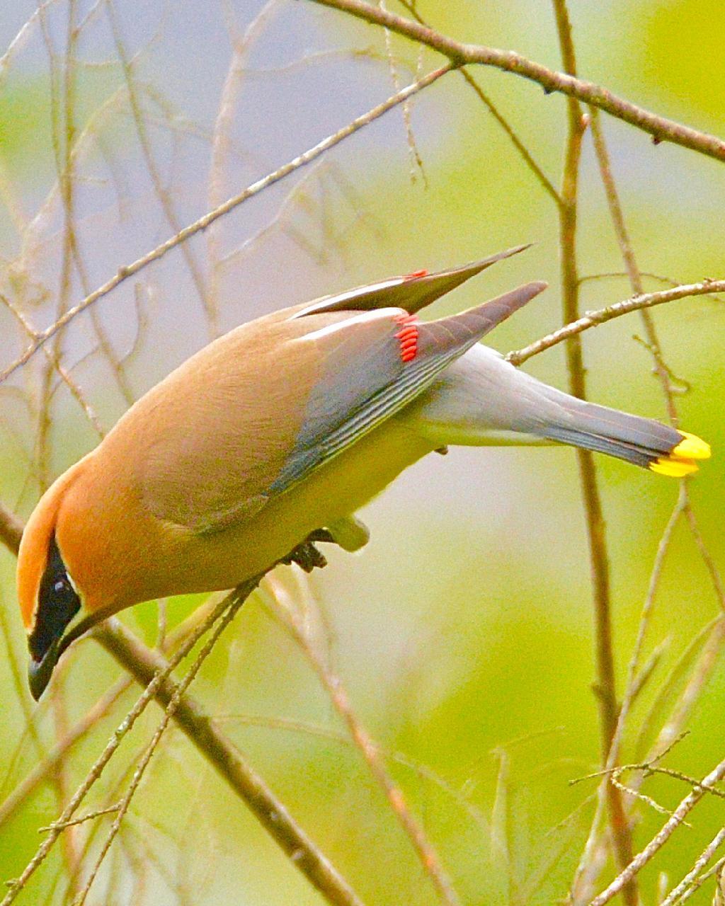 Cedar Waxwing Photo by Brian Avent