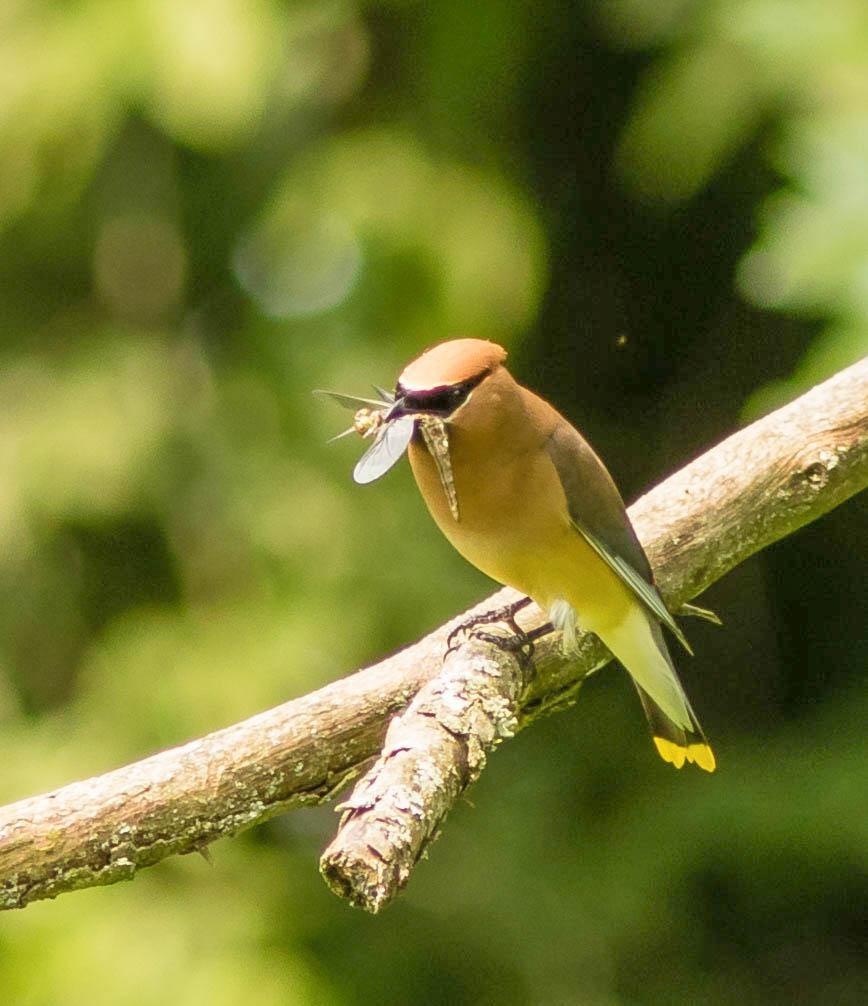 Cedar Waxwing Photo by Terry Campbell