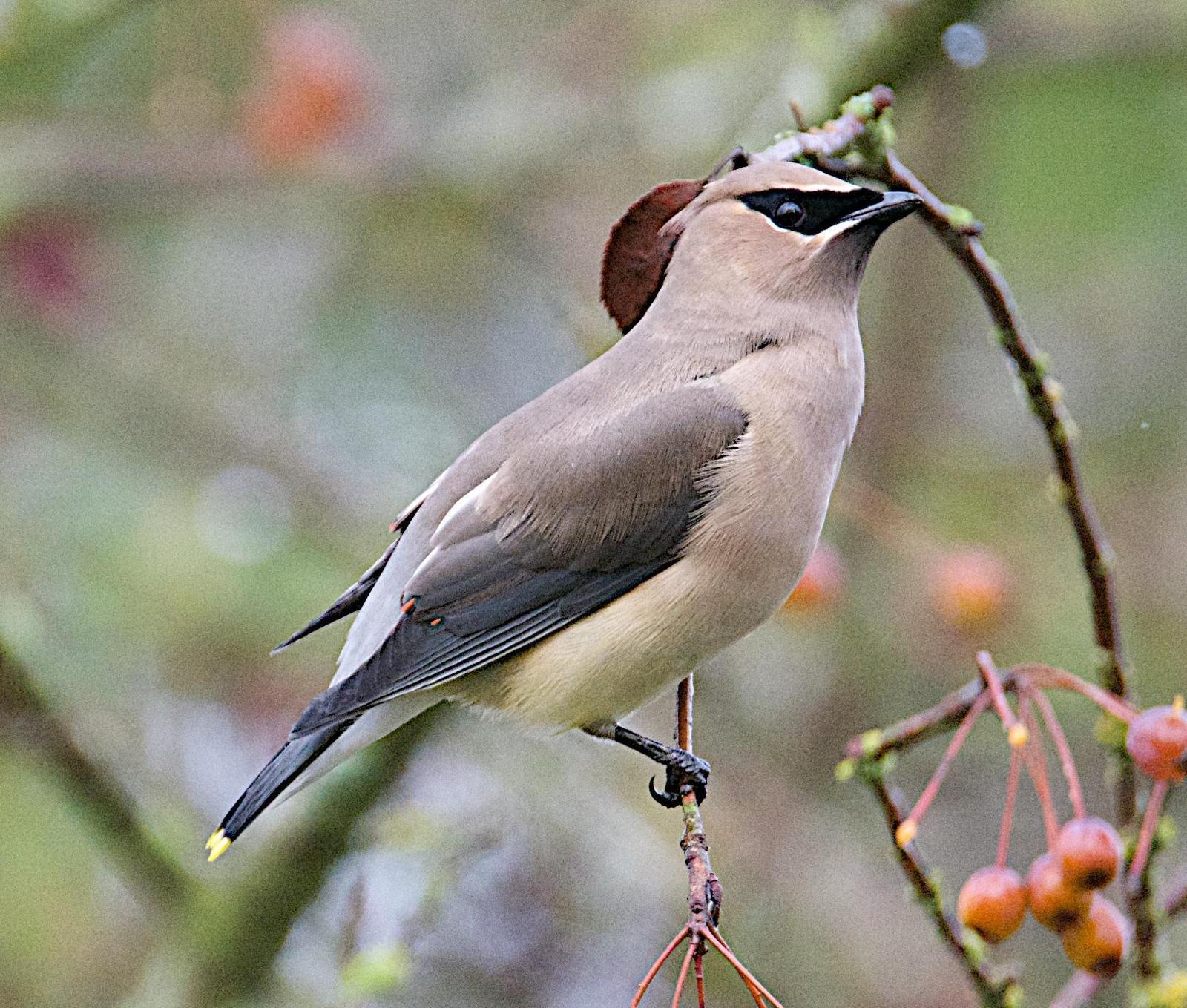 Cedar Waxwing Photo by Brian Avent