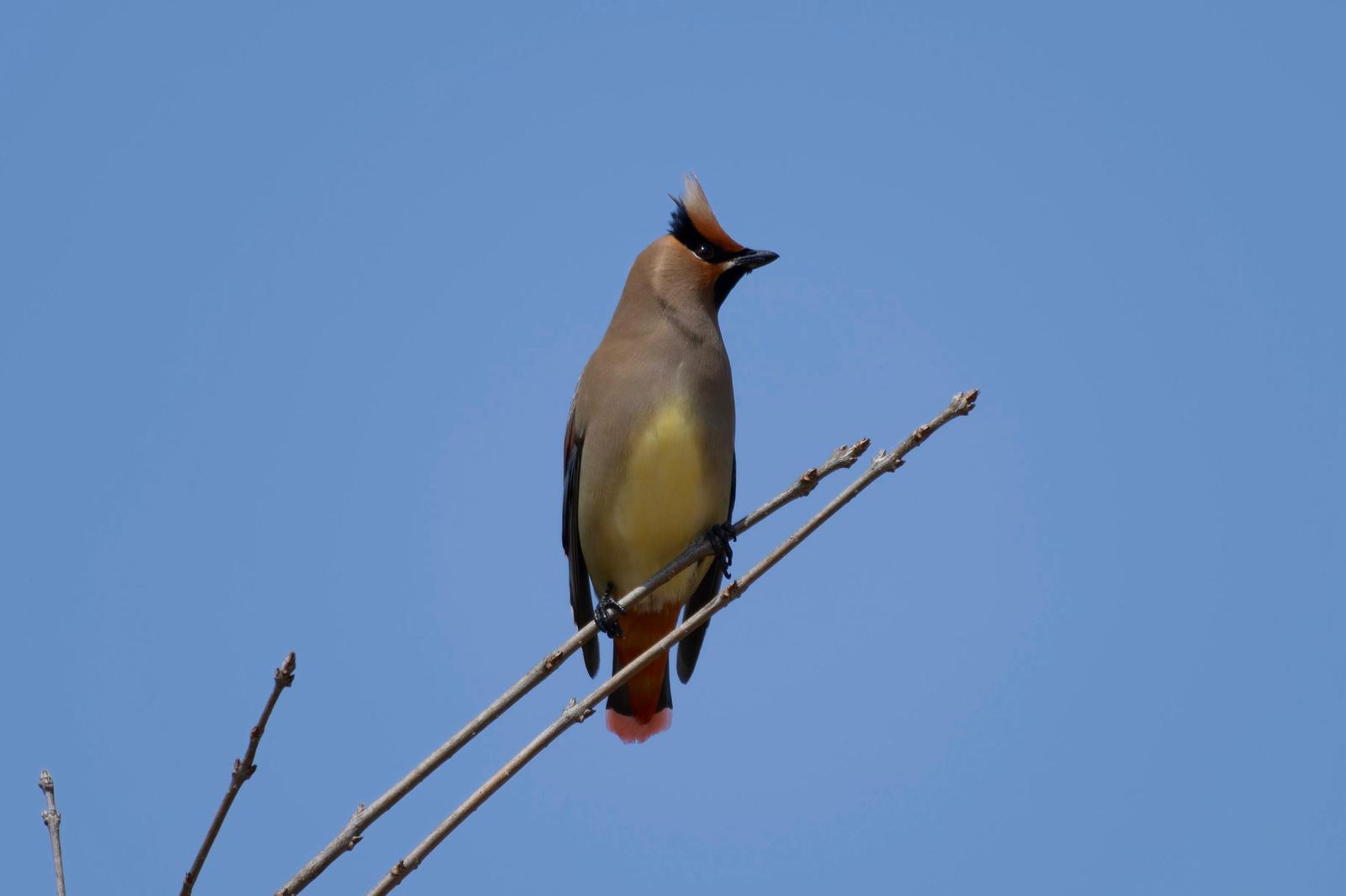 Japanese Waxwing Photo by Robert Cousins