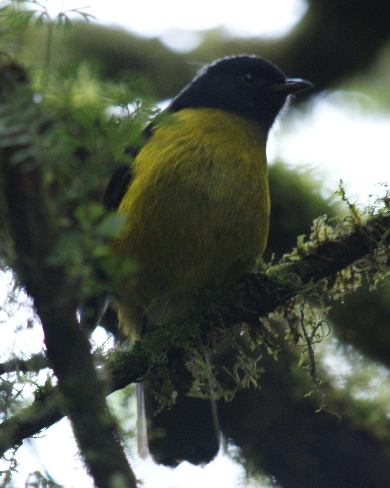 Black-and-yellow Silky-flycatcher Photo by Robin Oxley