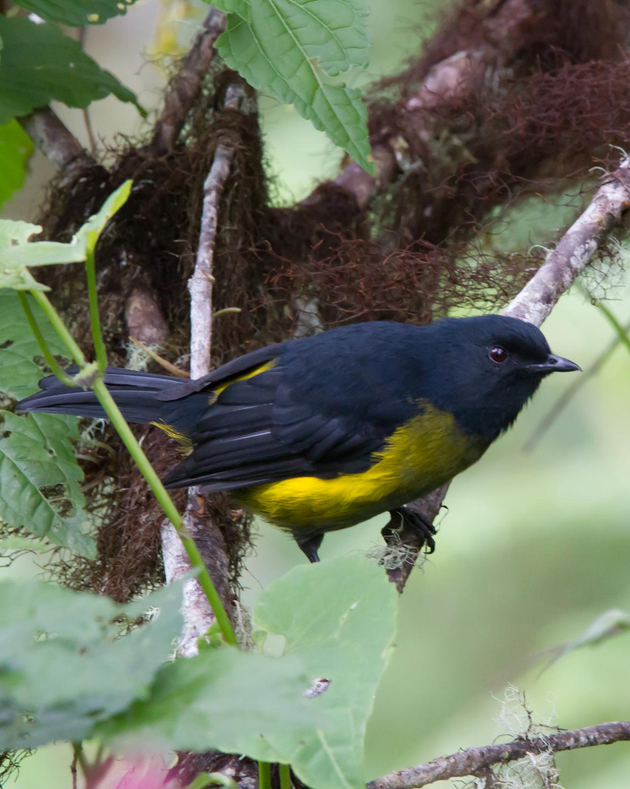 Black-and-yellow Silky-flycatcher Photo by Kevin Berkoff