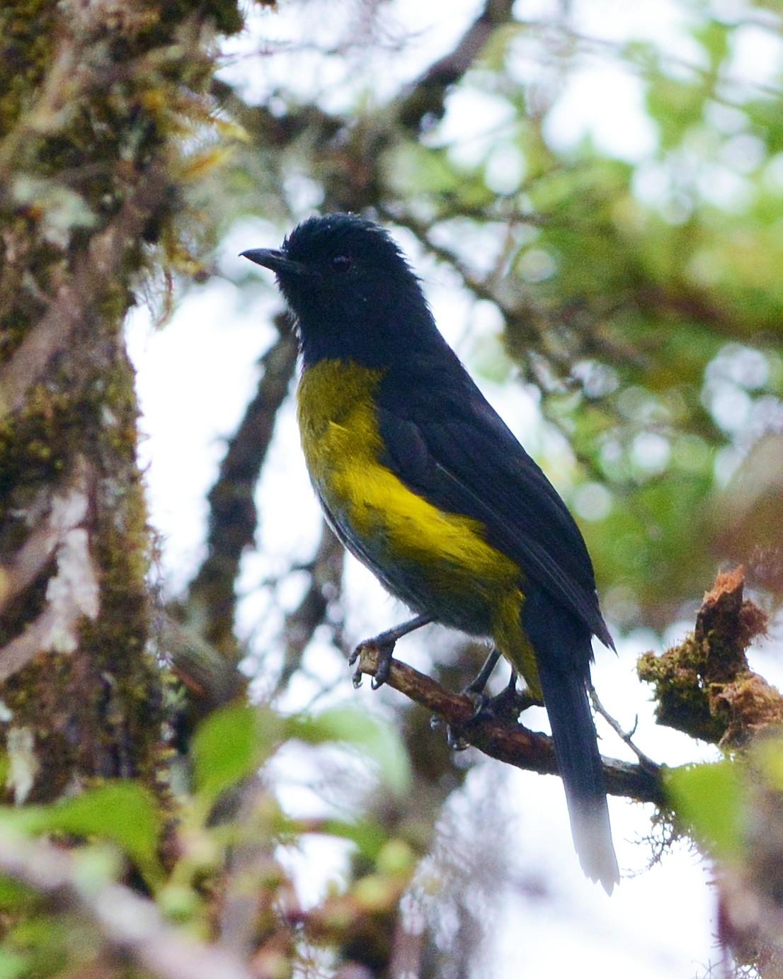 Black-and-yellow Silky-flycatcher Photo by David Hollie