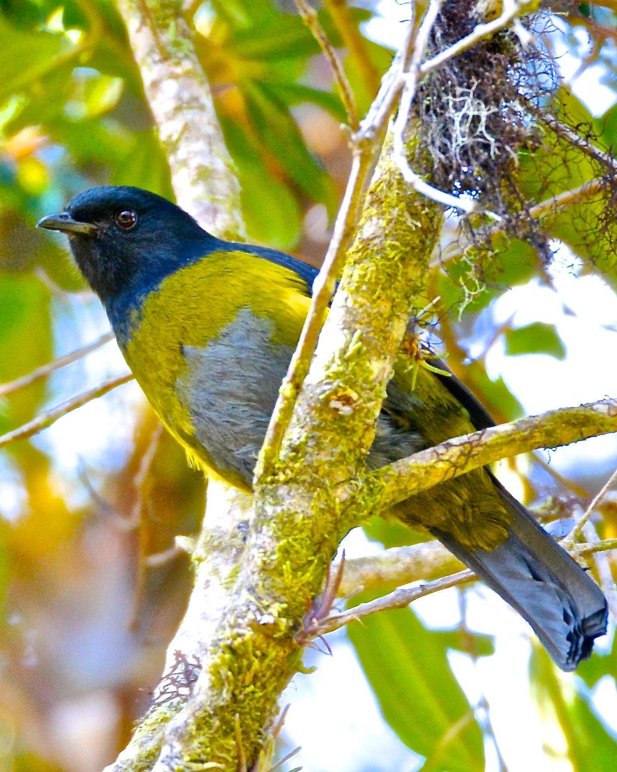 Black-and-yellow Silky-flycatcher Photo by Gerald Friesen