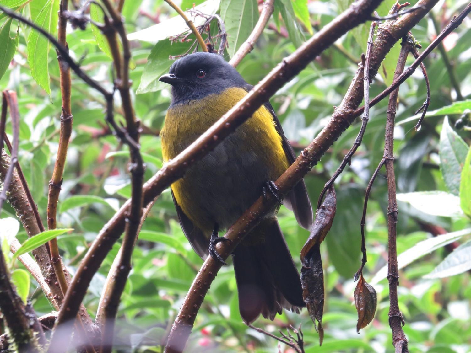 Black-and-yellow Silky-flycatcher Photo by Seth Inman