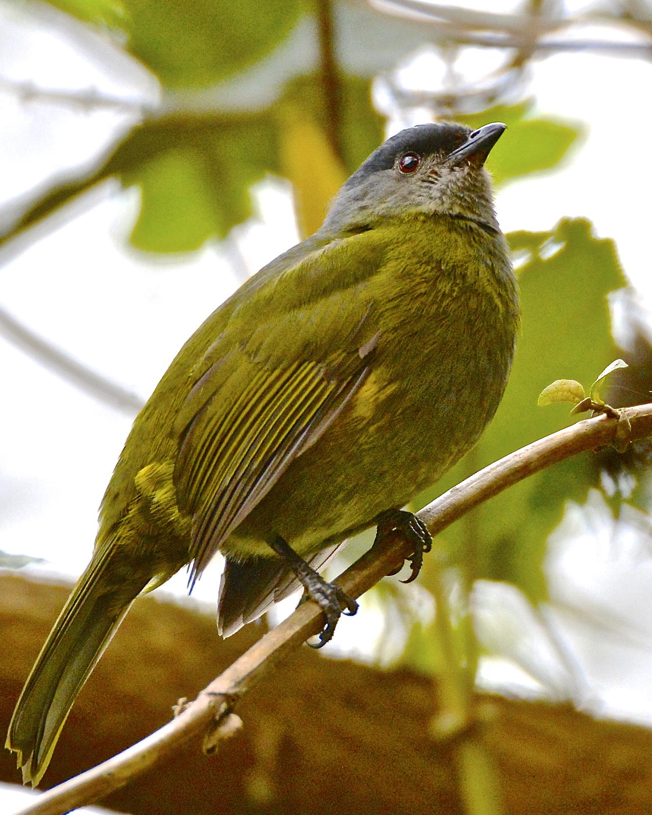 Black-and-yellow Silky-flycatcher Photo by Gerald Friesen