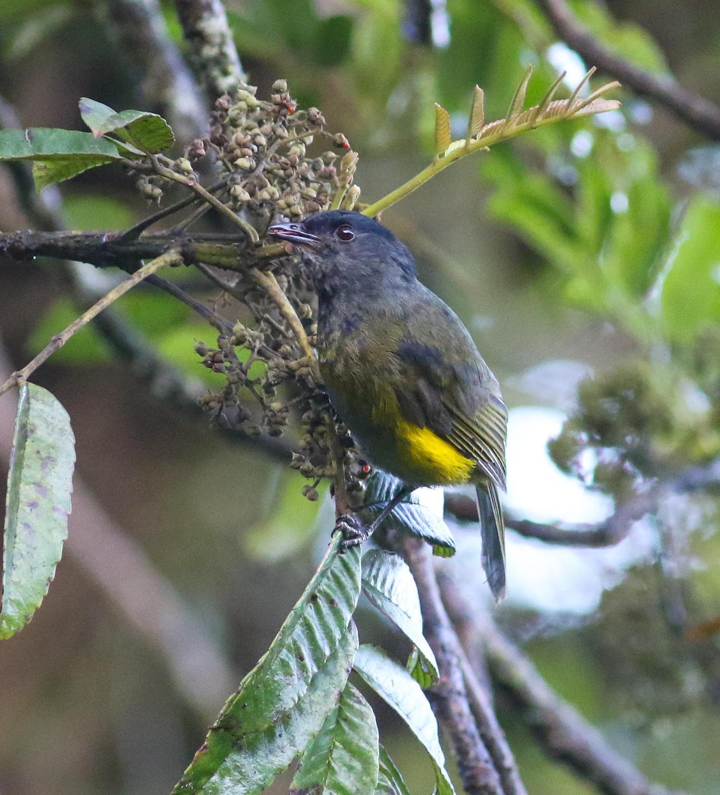 Black-and-yellow Silky-flycatcher Photo by Leonardo Garrigues