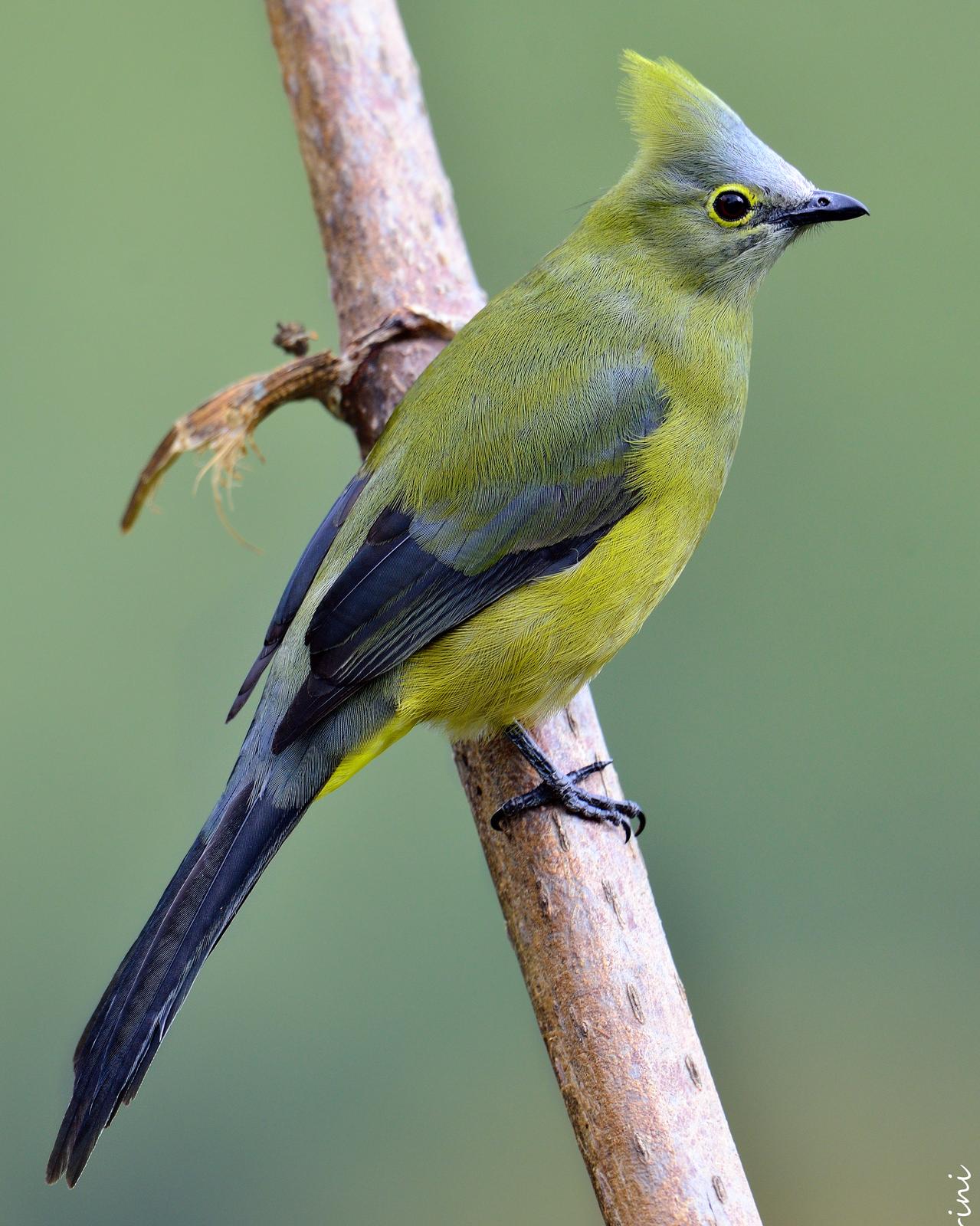 Long-tailed Silky-flycatcher Photo by Laurence Pellegrini