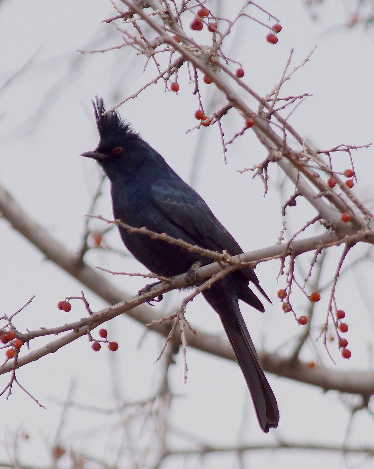 Phainopepla Photo by Gerald Hoekstra