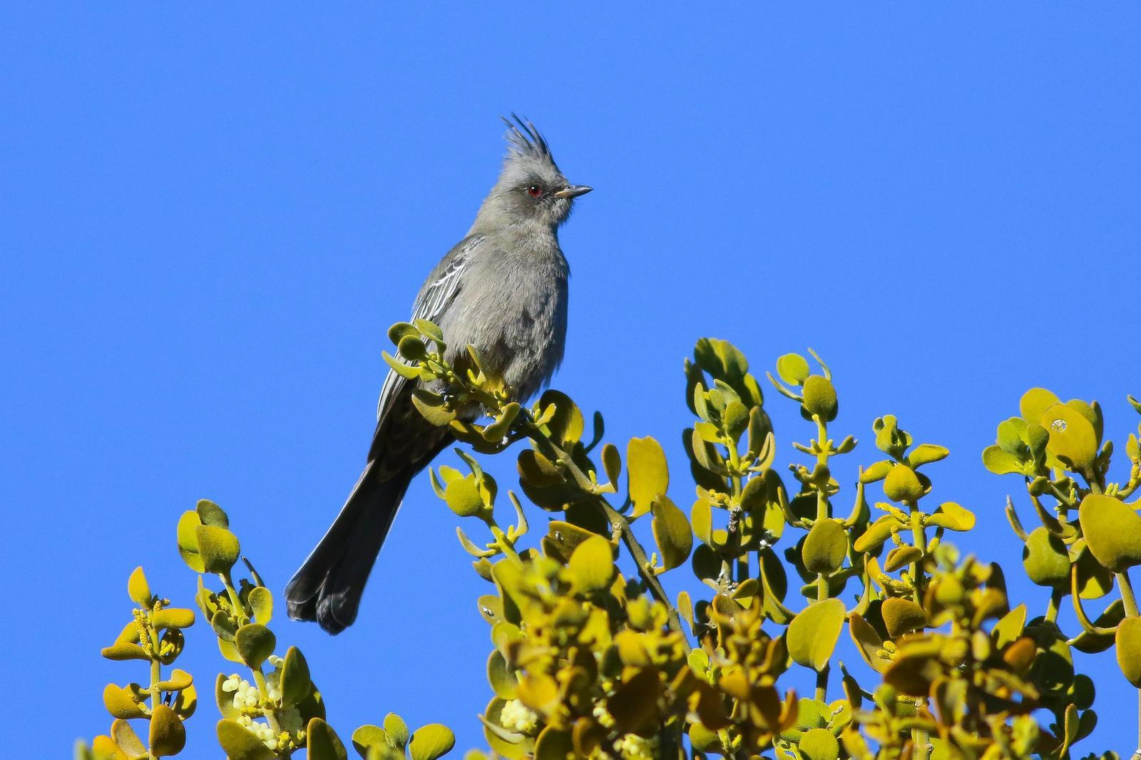 Phainopepla Photo by Tom Ford-Hutchinson