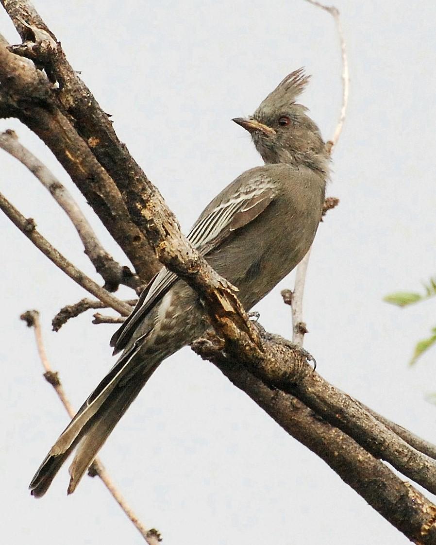 Phainopepla Photo by David Hollie