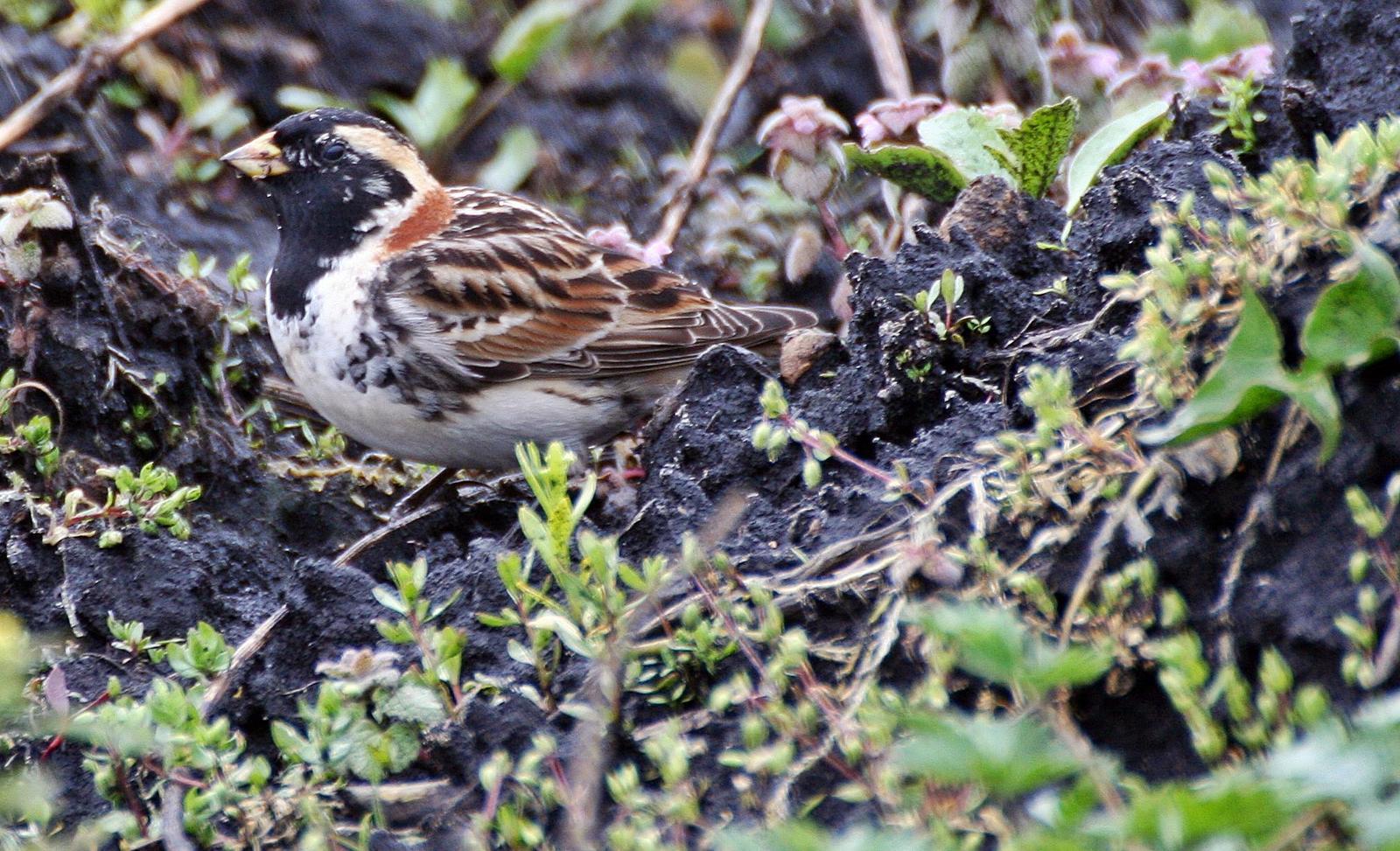Lapland Longspur Photo by Andrew Theus