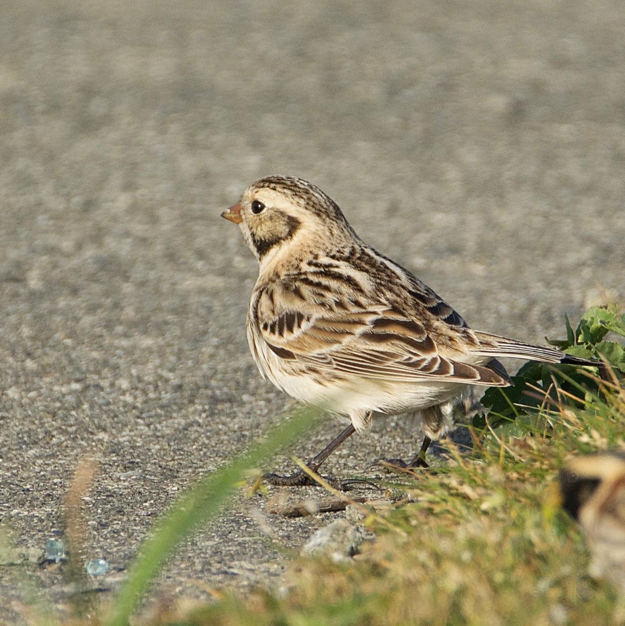 Lapland Longspur Photo by Brian Avent