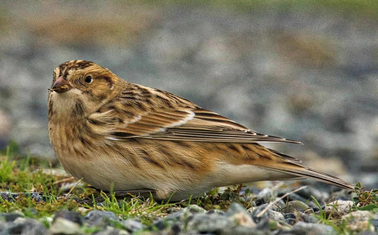 Lapland Longspur Photo by Brian Avent