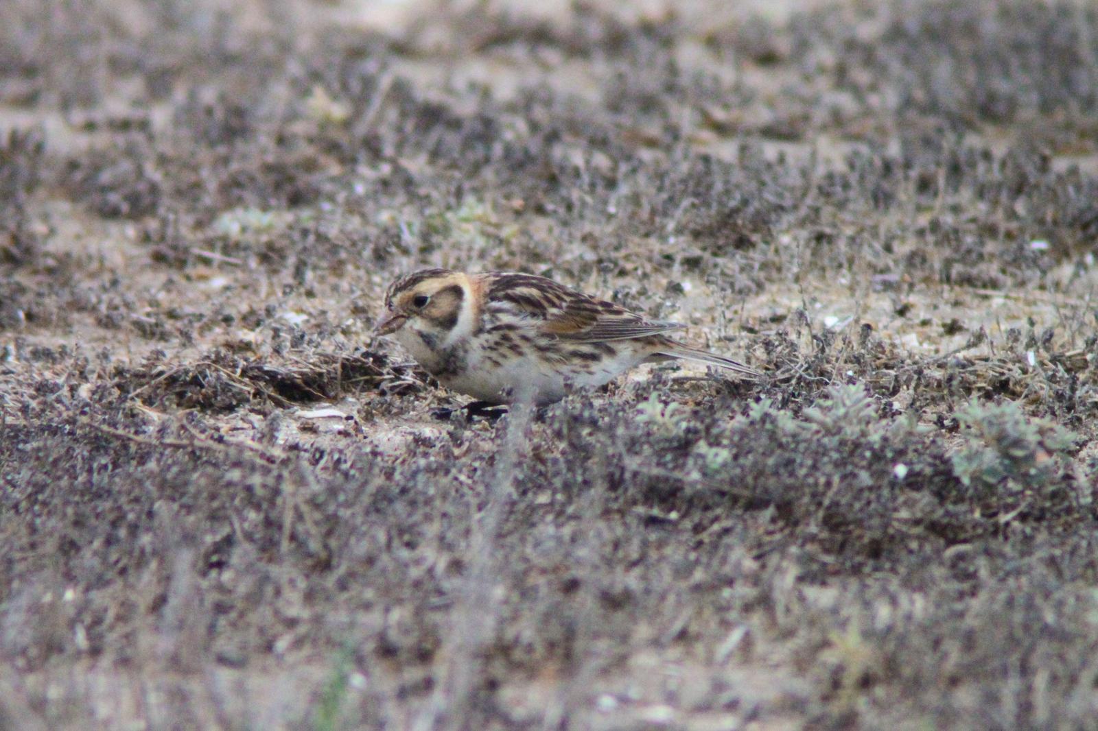 Lapland Longspur Photo by Tom Ford-Hutchinson
