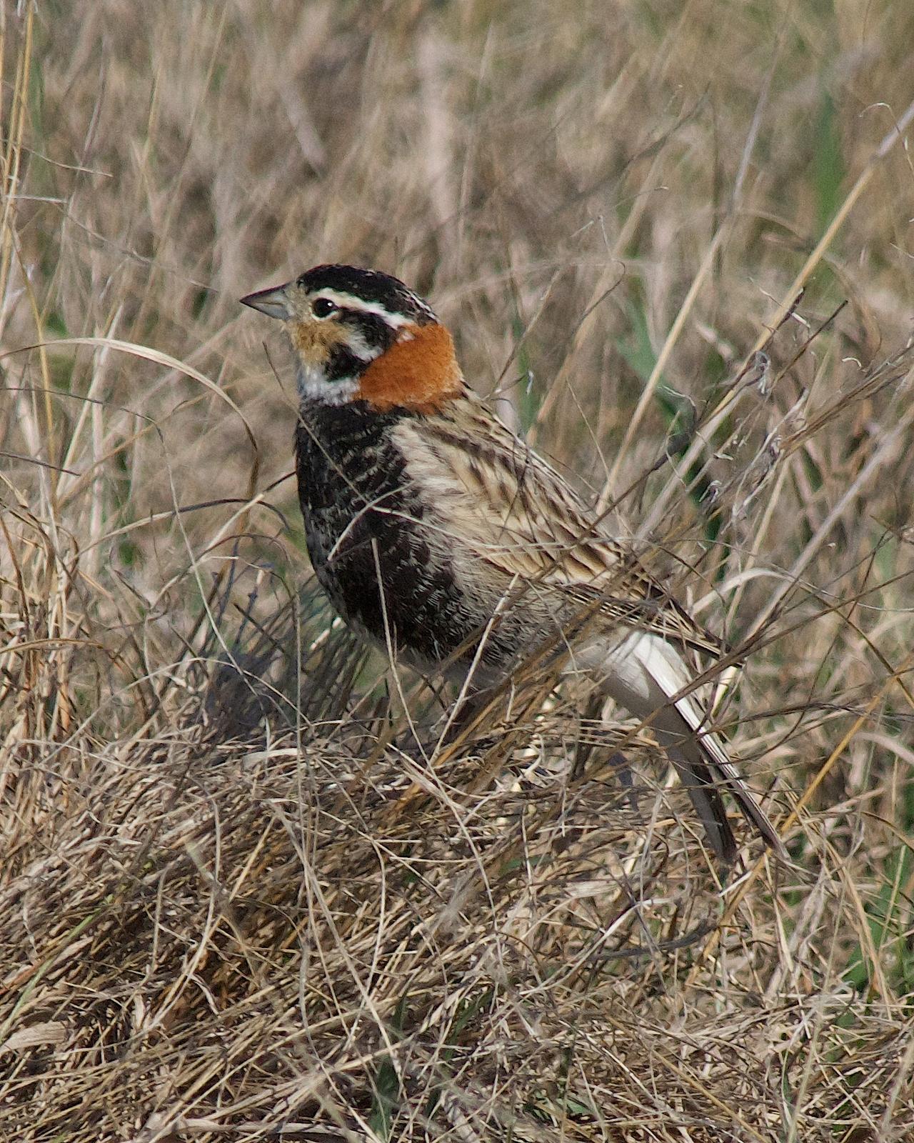 Chestnut-collared Longspur Photo by Gerald Hoekstra
