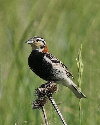 Chestnut-collared Longspur Photo by Gerald Hoekstra