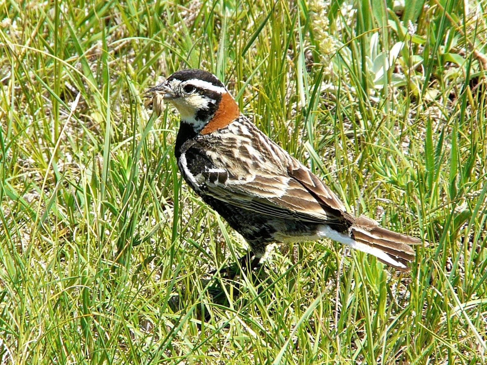 Chestnut-collared Longspur Photo by Bob Neugebauer