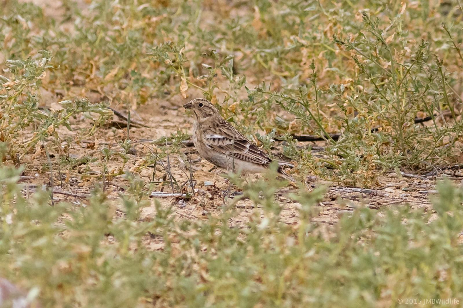 Chestnut-collared Longspur Photo by Jeff Bray