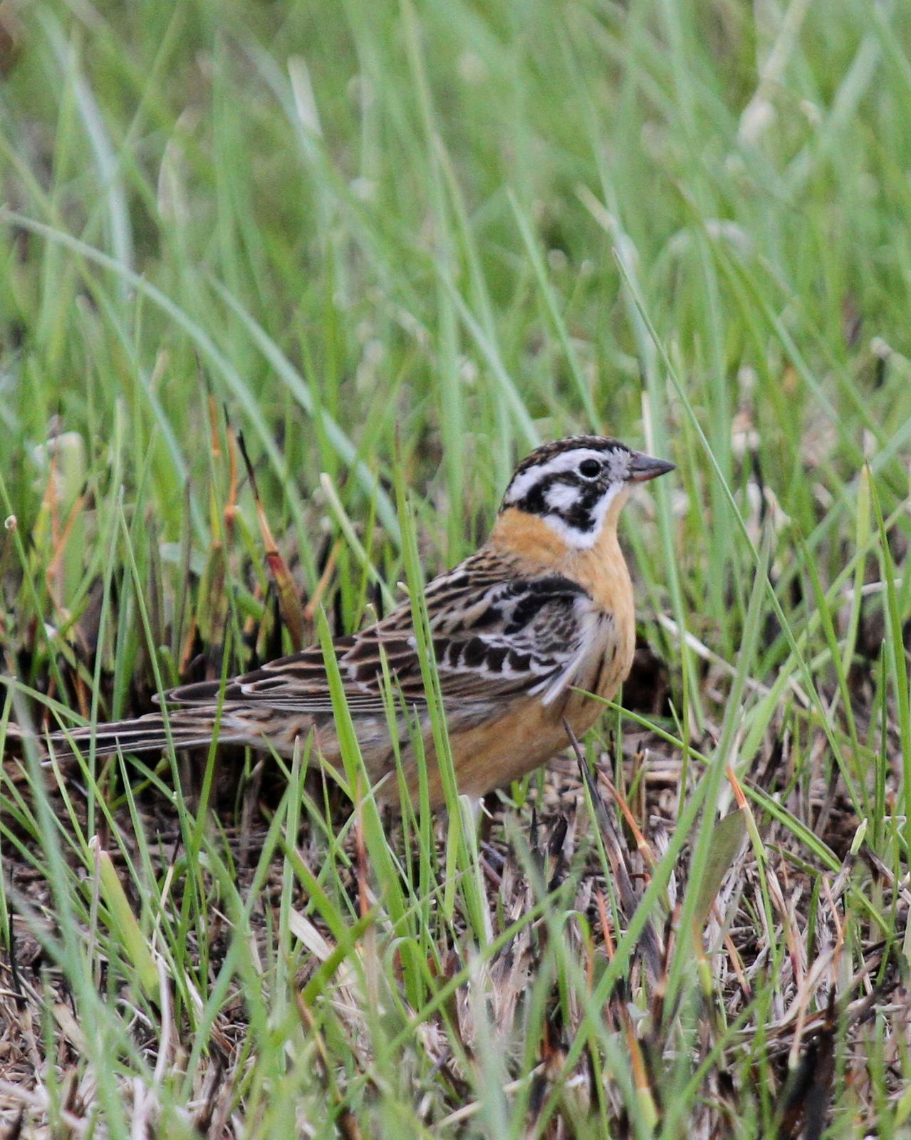 Smith's Longspur Photo by Matthew Grube