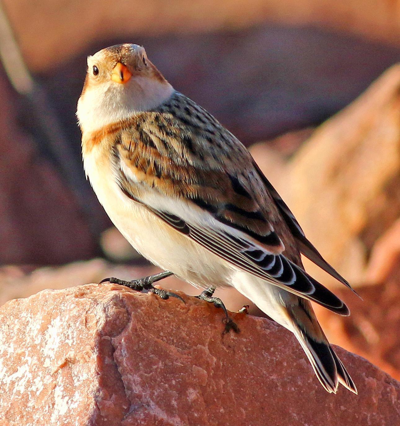 Snow Bunting Photo by Tom Gannon