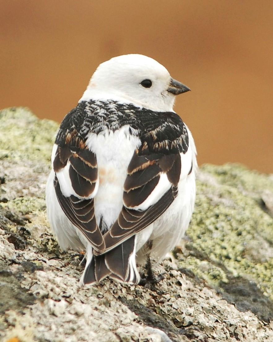 Snow Bunting Photo by David Hollie