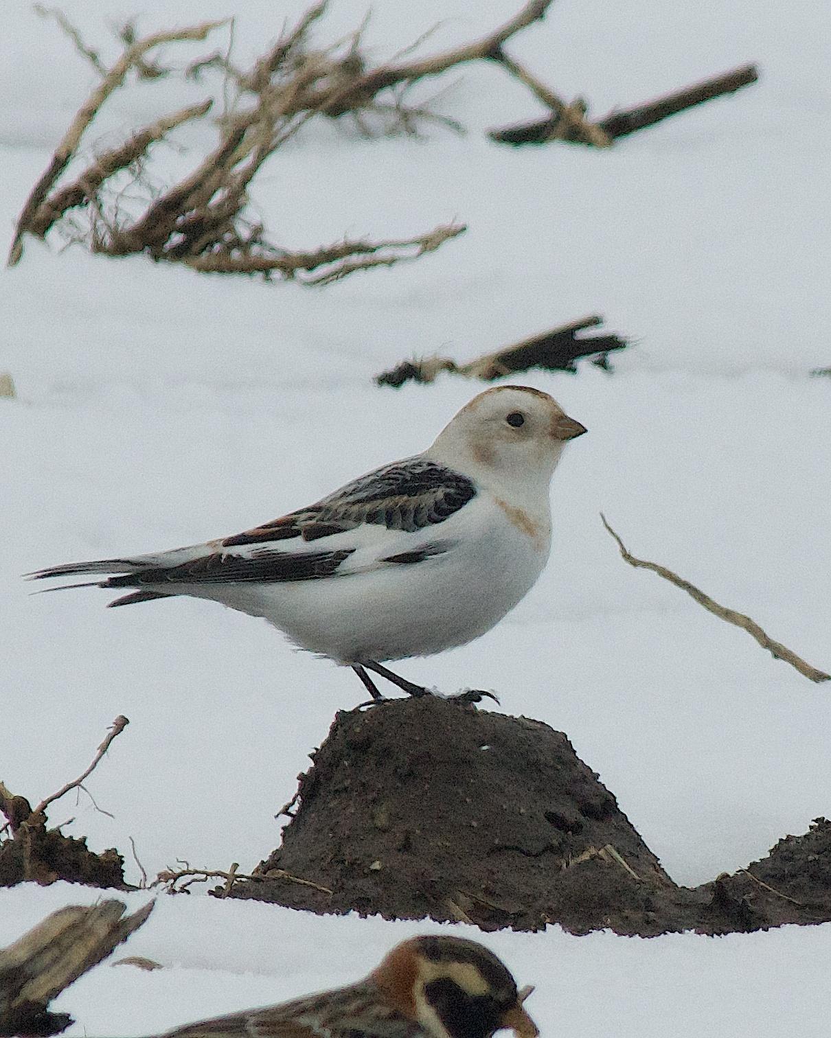 Snow Bunting Photo by Gerald Hoekstra