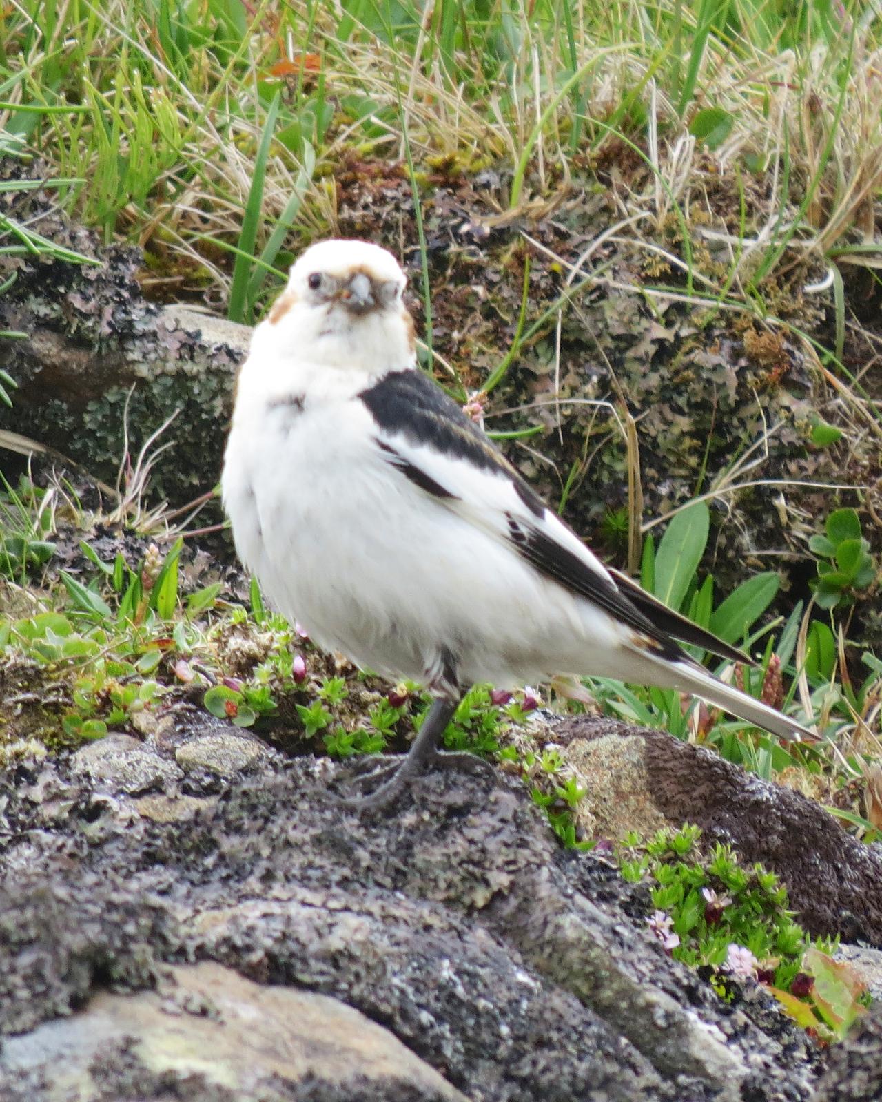 Snow Bunting Photo by Robin Barker