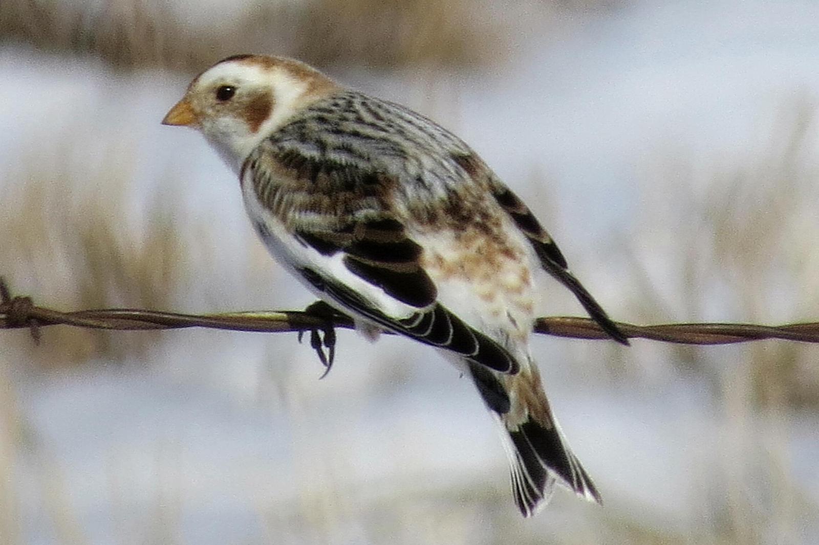 Snow Bunting Photo by Enid Bachman