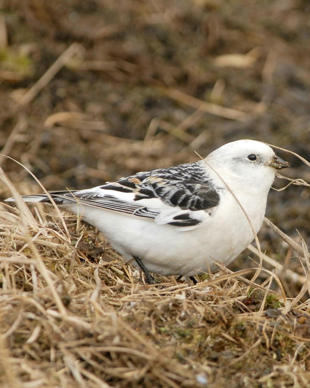 Snow Bunting Photo by David Hollie