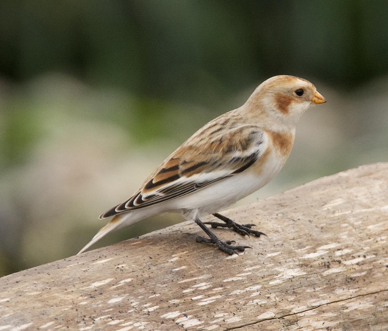 Snow Bunting Photo by Brian Avent