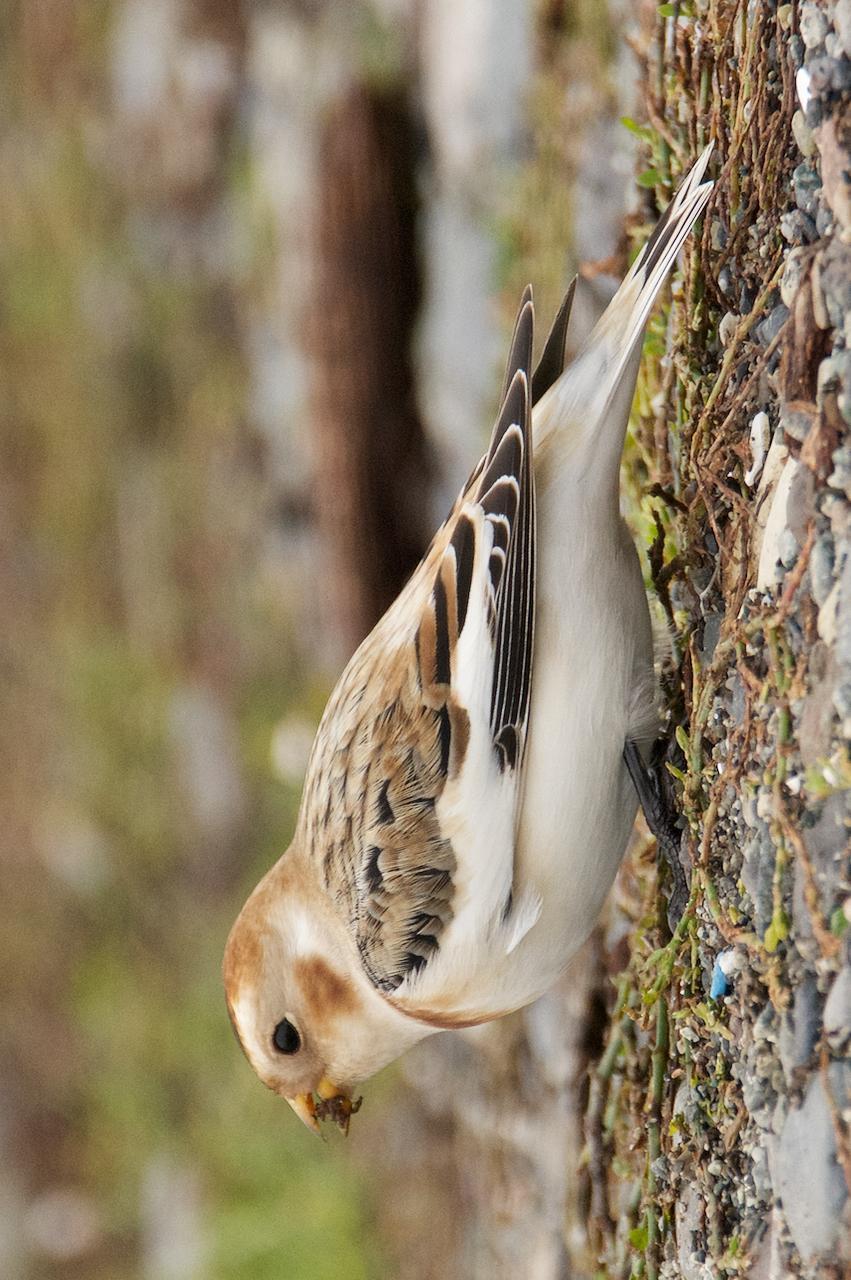 Snow Bunting Photo by Brian Avent