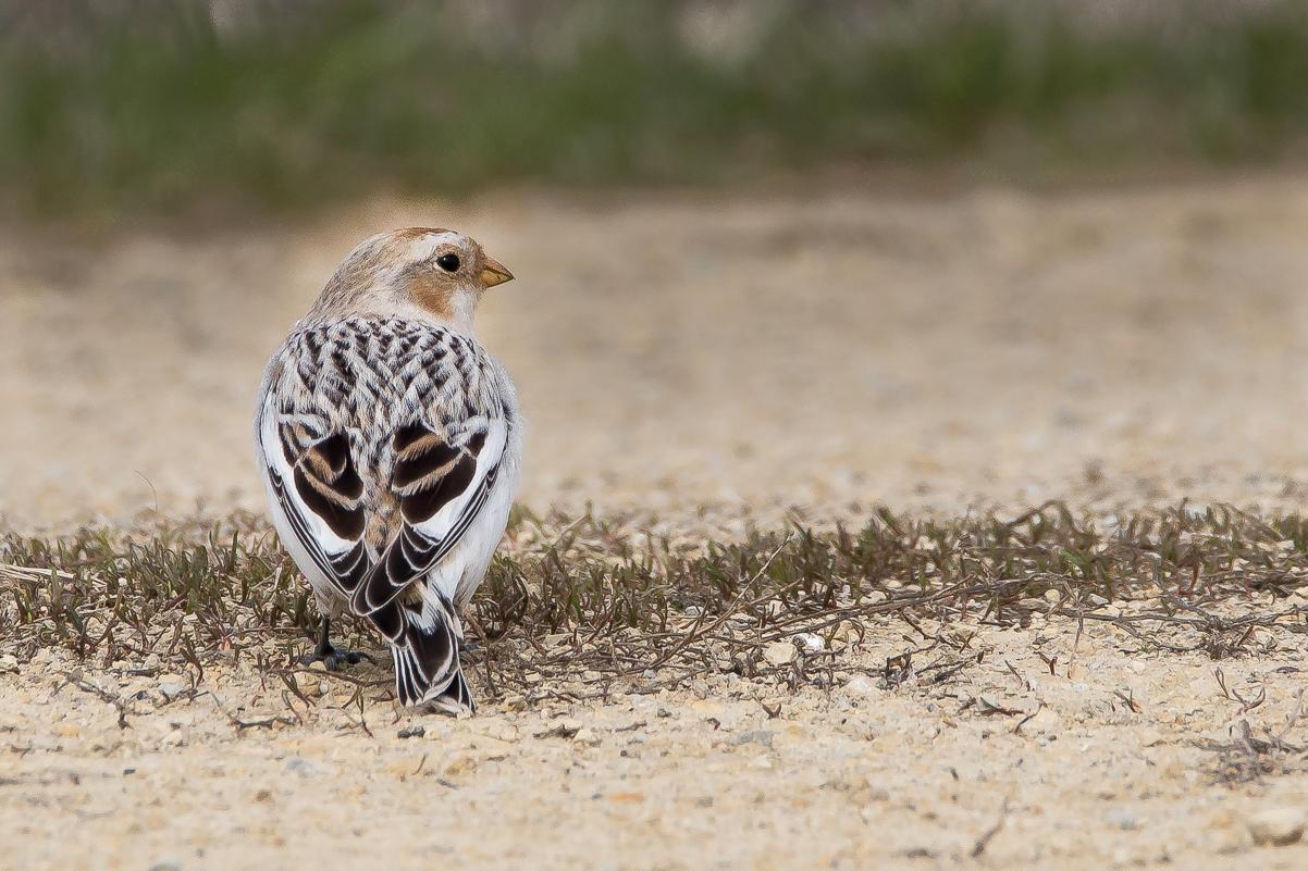 Snow Bunting Photo by Gerald Hoekstra