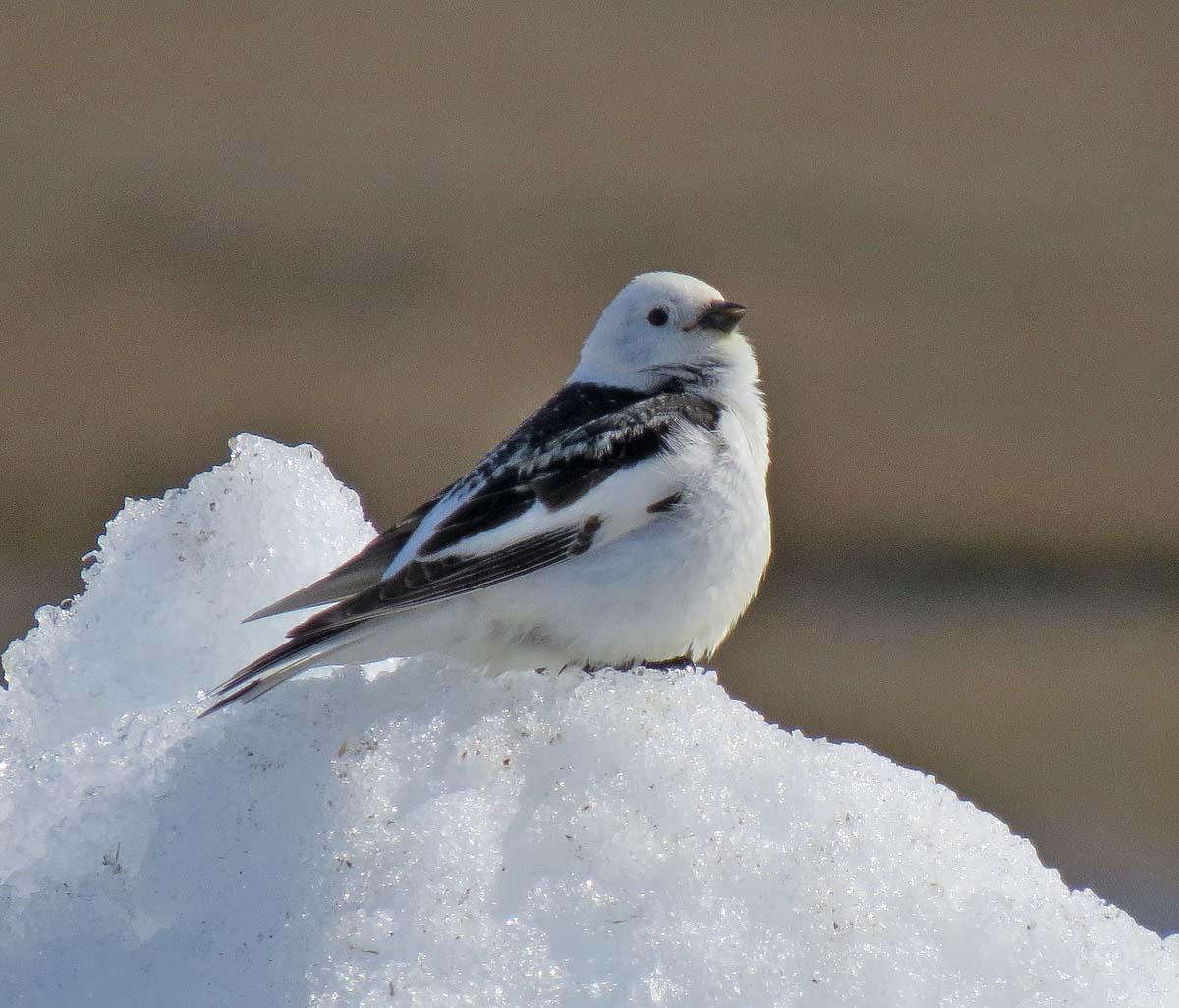 Snow Bunting Photo by Peter Boesman