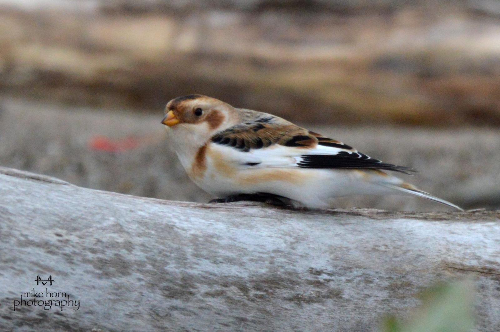 Snow Bunting Photo by Michael Horn