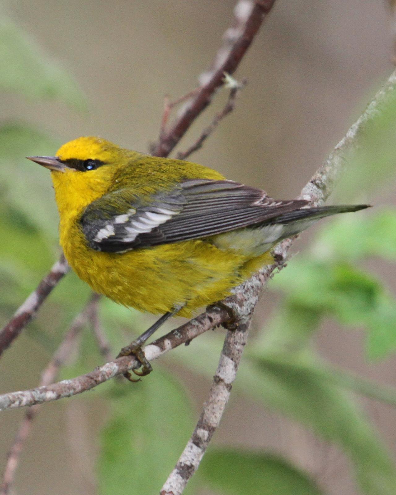 Blue-winged Warbler Photo by Jamie Chavez