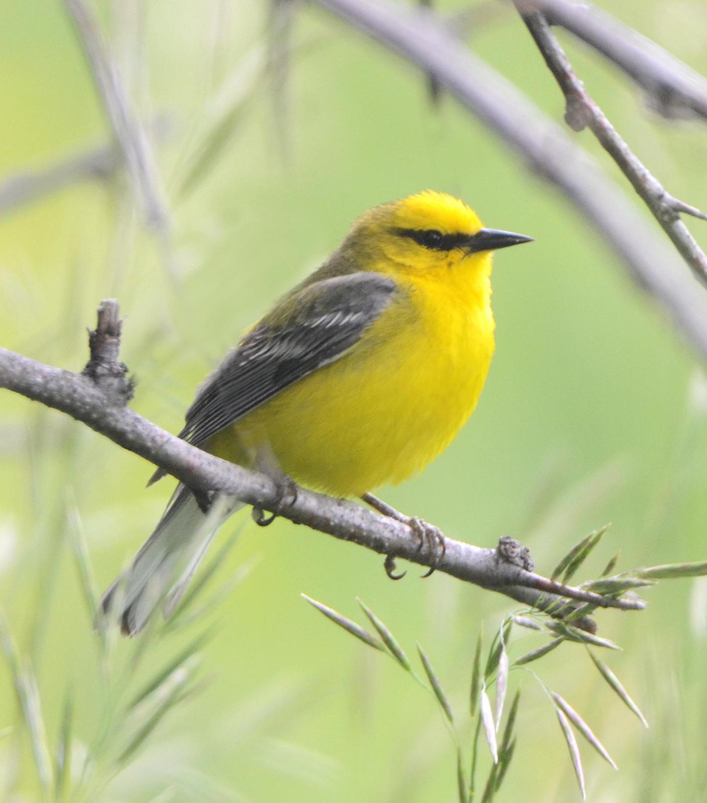 Blue-winged Warbler Photo by Steven Mlodinow