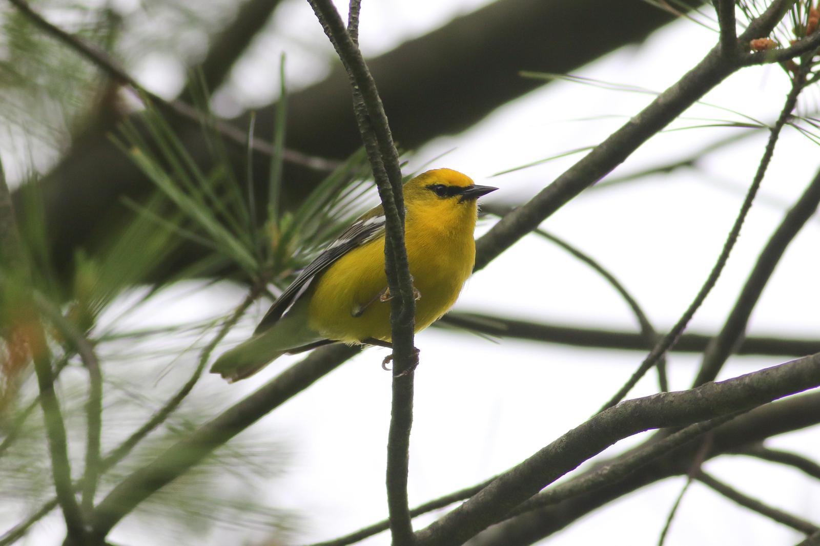 Blue-winged Warbler Photo by Tom Ford-Hutchinson