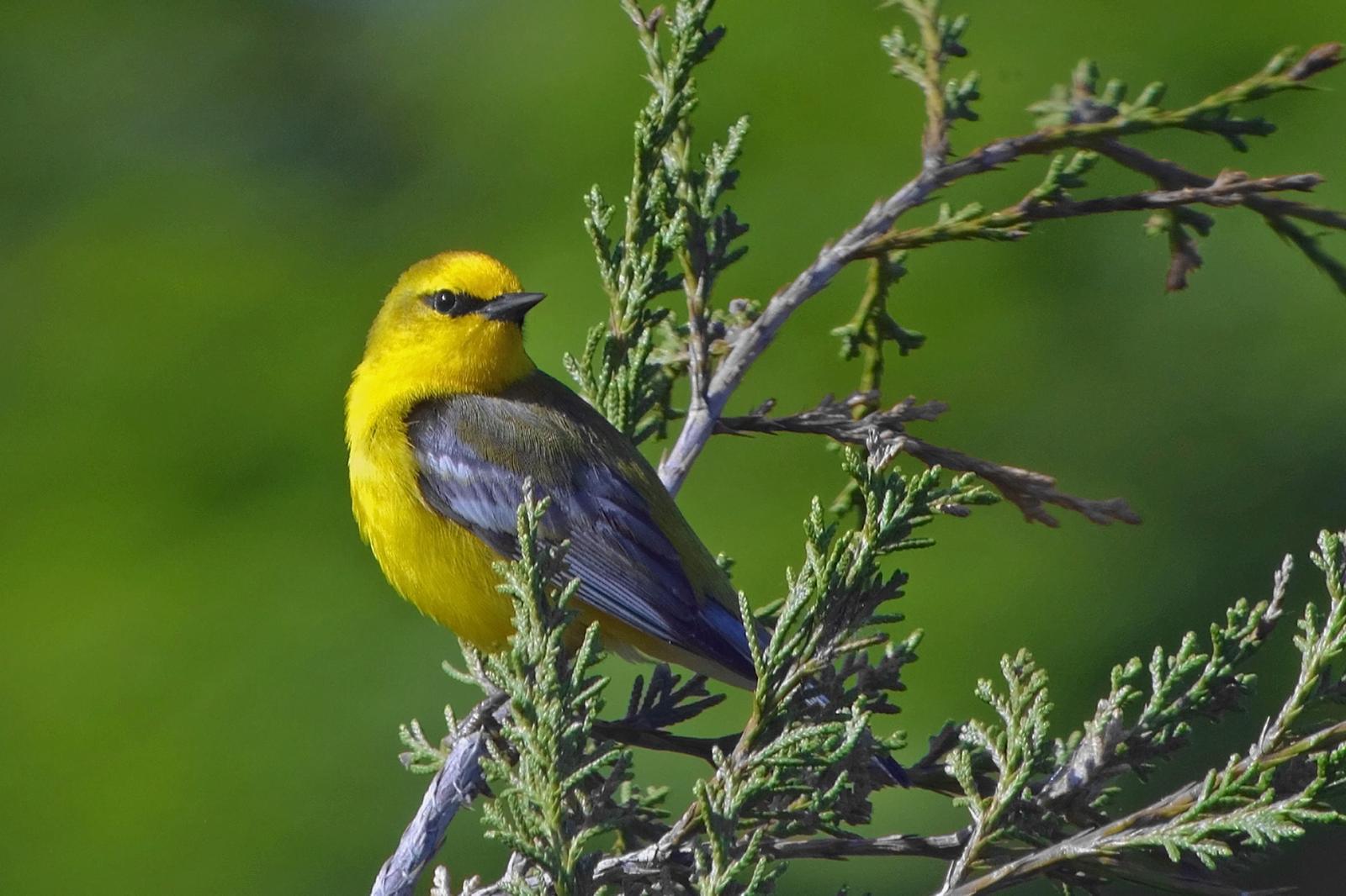 Blue-winged Warbler Photo by Joseph Pescatore