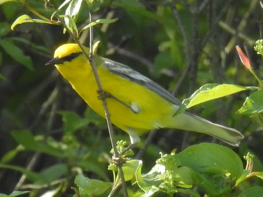 Blue-winged Warbler Photo by John Licharson