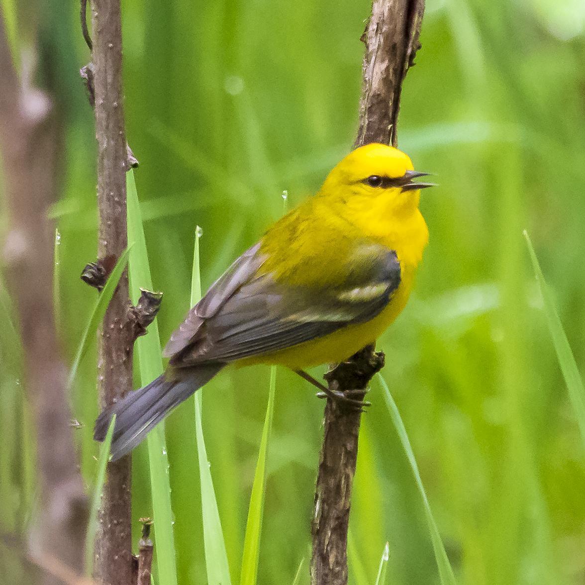 Blue-winged Warbler Photo by Tom Gannon