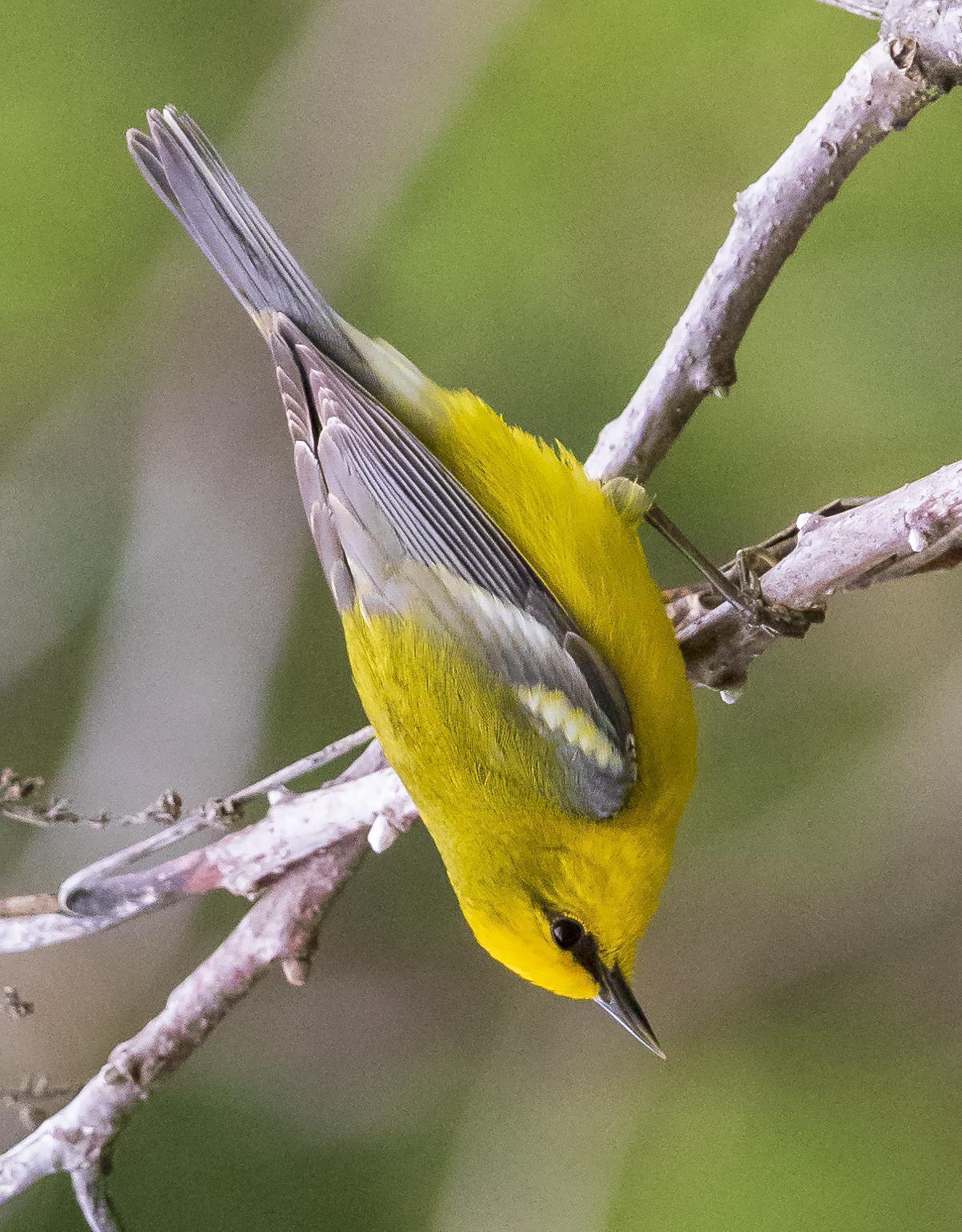 Blue-winged Warbler Photo by Tom Gannon