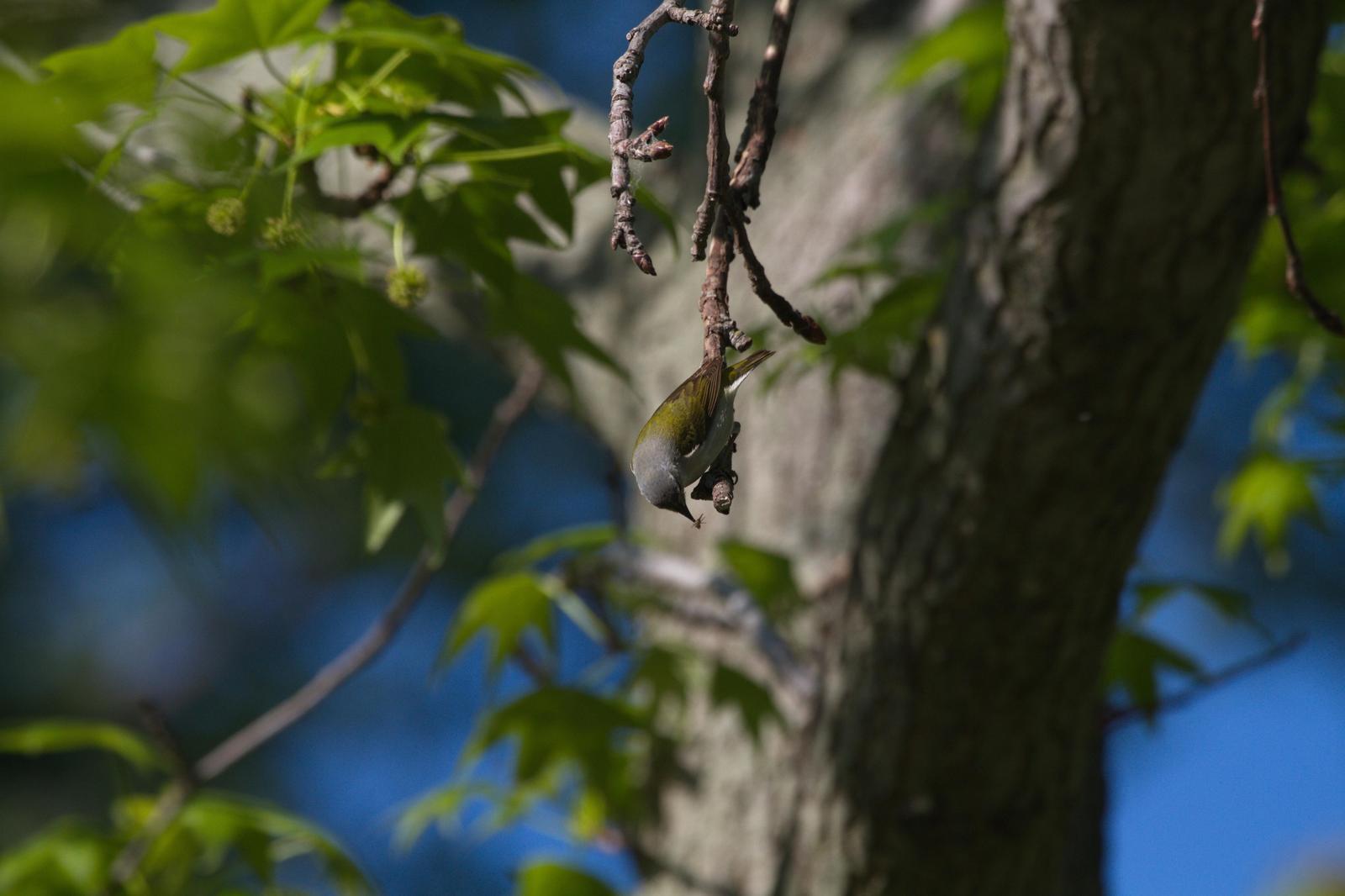 Tennessee Warbler Photo by Scott Berglund