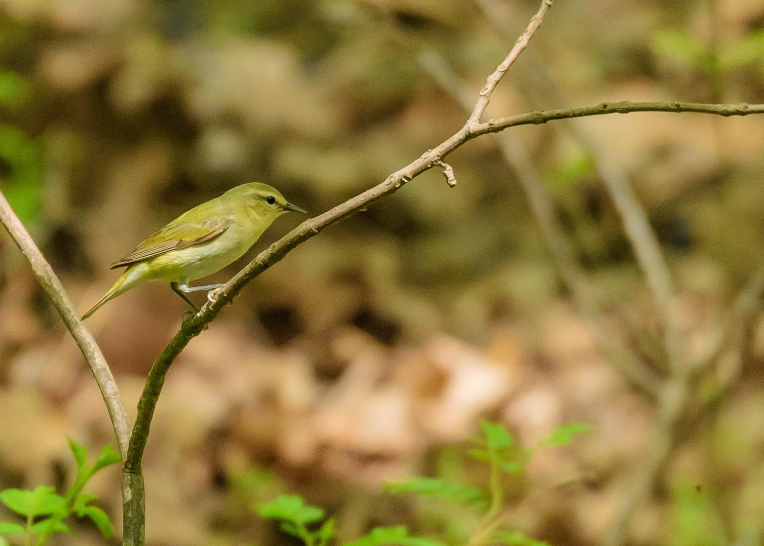 Tennessee Warbler Photo by Keshava Mysore