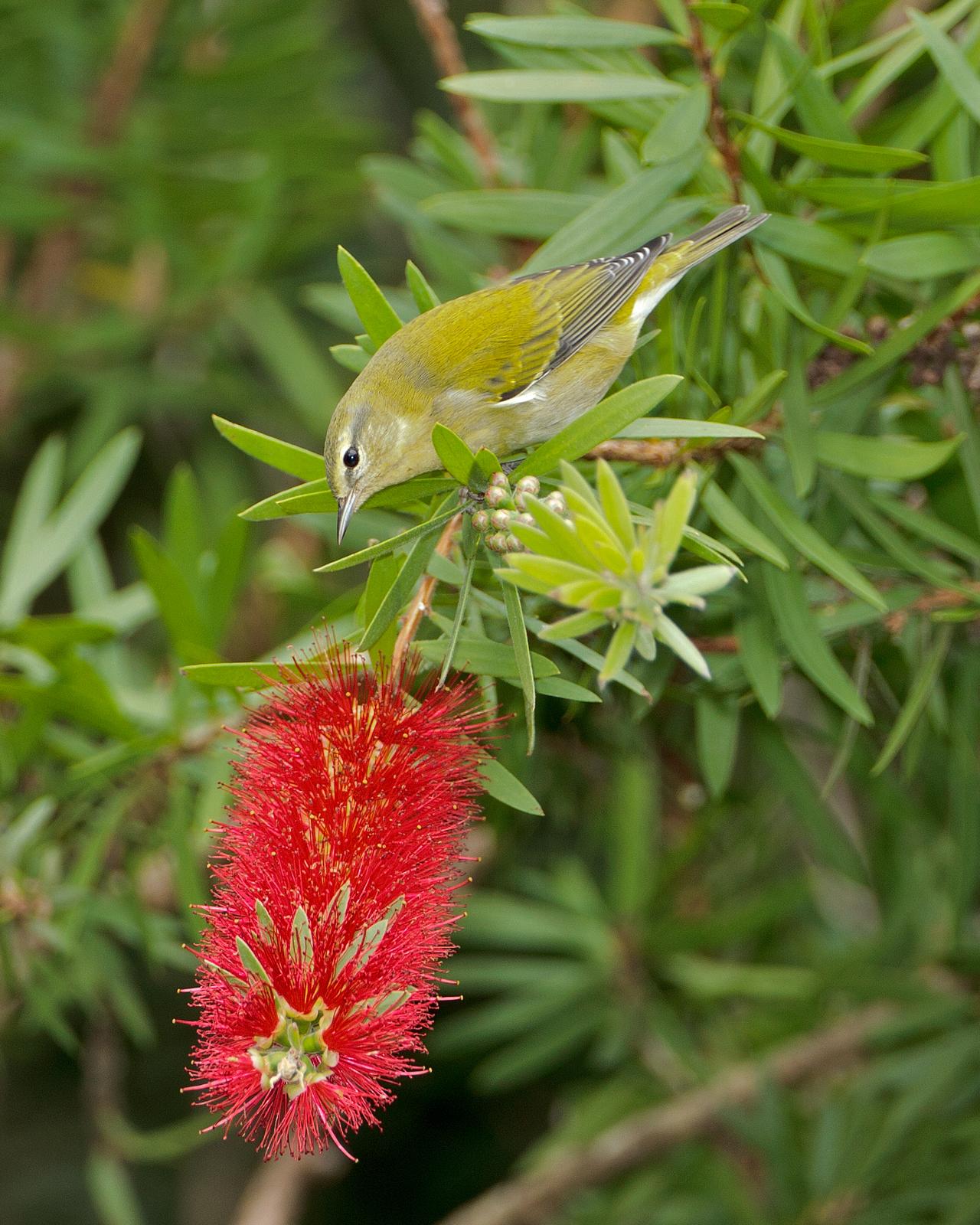 Tennessee Warbler Photo by JC Knoll